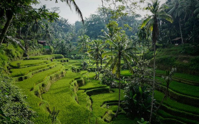 Bali